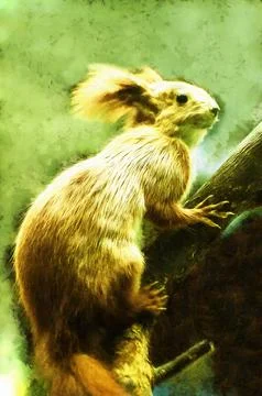 Illustrations, squirrels, red squirrel, Sciurus vulgaris, fauna, animals, color, Stock Illustration