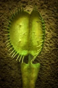 Illustrations , Venus flytrap, Dionaea muscipula, species, carnivorous, plants,  스톡 사진