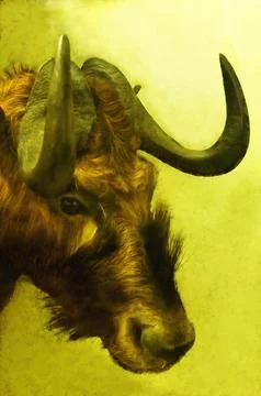 Illustrations White-tailed gnu, common gnu, black gnu, Connochaetes gnou, mammal Stock Illustration