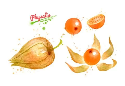 Illustrations of whole Physalis fruit Stock Illustration