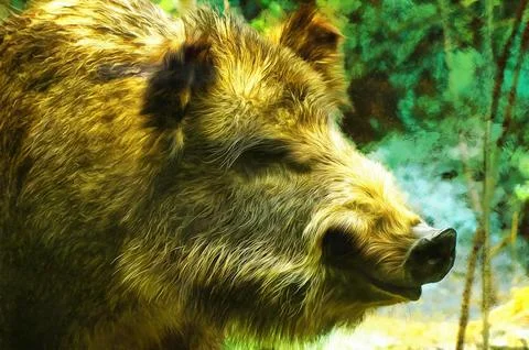Illustrations, wild boar, Sus scrofa, fauna, animals, color, Stock Illustration