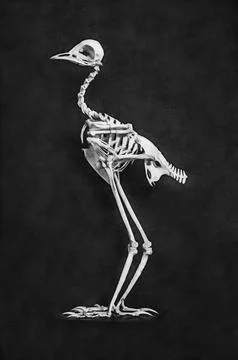 Illustrations yrebird skeleton, bones, skull, Lyrebirds, Menura, birds, order, Stock Illustration