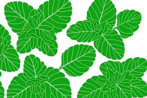 Illustrative image of mint leaf isolated. fresh mint leaves isolated on white Stock Illustration