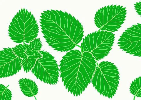Illustrative image of mint leaf isolated. fresh mint leaves isolated on white Stock Illustration