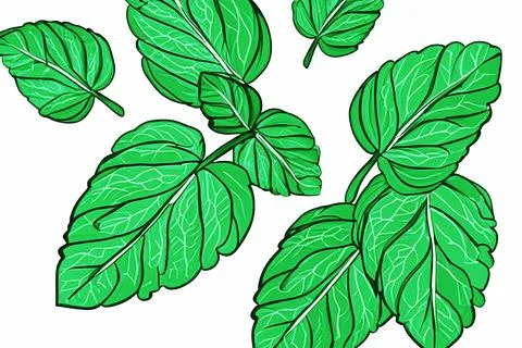Illustrative image of mint leaf isolated. fresh mint leaves isolated on white Stock Illustration