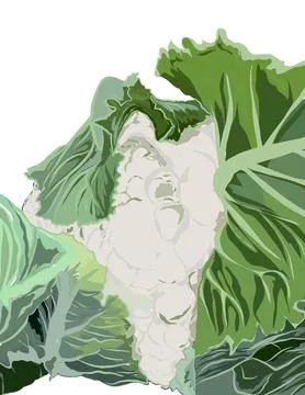 Ilustration of vegetables, cauliflower. Stock Illustration