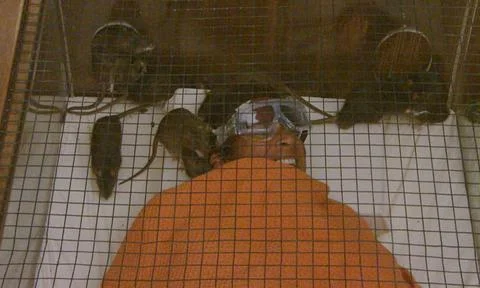 'I'm A Celebrity...Get Me Out Of Here!' TV Programme, Australia - 24 Nov 2011 Foto stock