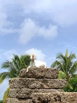 I'm the Goat 스톡 사진