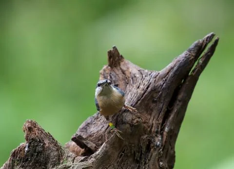 I'm going Stock Photos