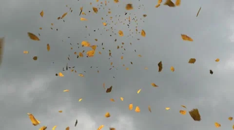 I'm a Leaf on the Wind Stock Footage 8954672