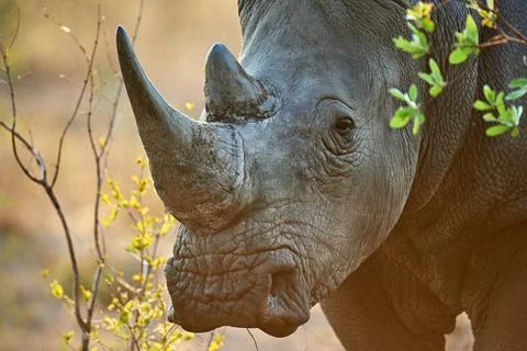 Im not medicine. a rhinoceros in its natural habitat. Stock Photos