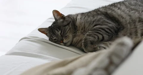 I'm sleeping, what do I care? Or do we eat? Stock Footage 158464256