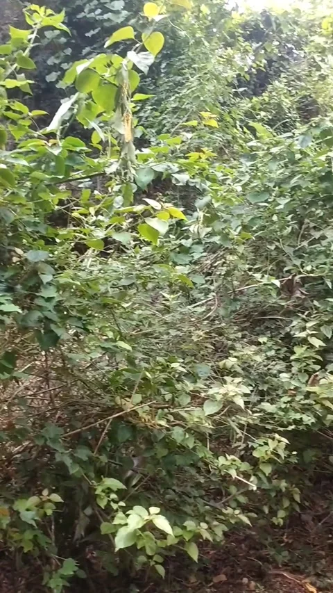 I'm stacking Selokajang Stock Footage 327654636