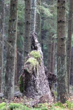 Im Wald   in the forest Stock Photos