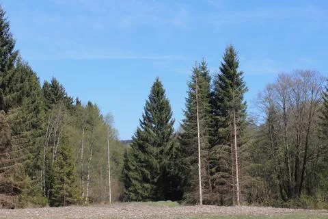 Im Wald   in the forest Stock Photos