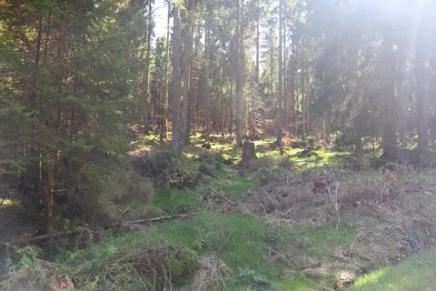Im Wald   in the forest Stock Photos