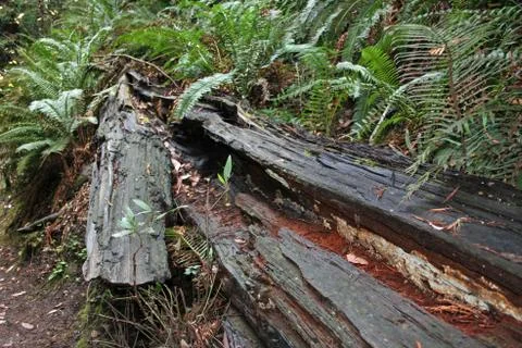 Im Wald Stock Photos