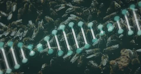 Image of 3d green dna strand spinning over bees Foto stock