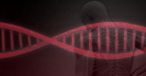 Image of 3d red dna strand spinning over human body Stock Photos