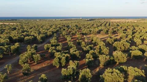 Image 4D 0 写真素材