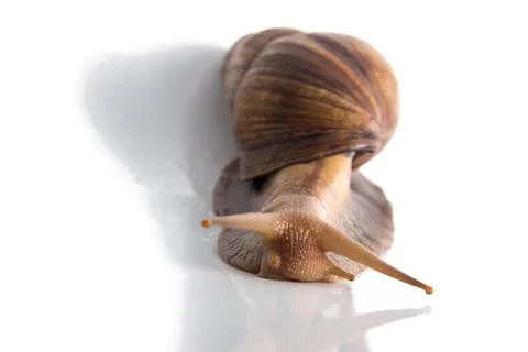 Image of Achatina with shadow Stock Photos