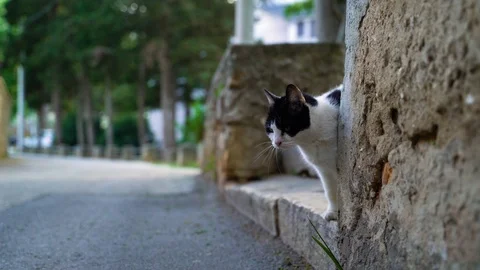 Image of an adorable and curious fat cat at small street, Croatia. Vídeos de archivo 107537173
