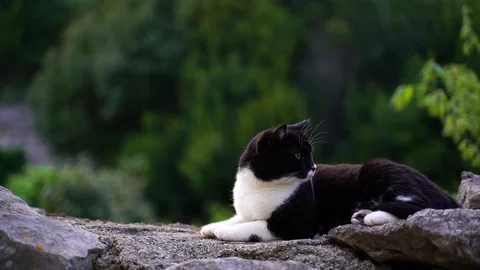 Image of an adorable black and white stray cat, Croatia. Video stock 107576550