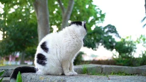 Image of an adorable fat cat sitting over stone wall, Croatia. Видео 107536289