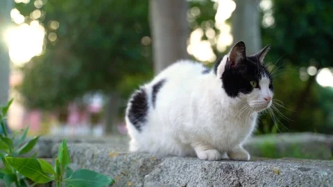 Image of an adorable fat cat sitting over stone wall, Croatia. Stock Footage 107536894