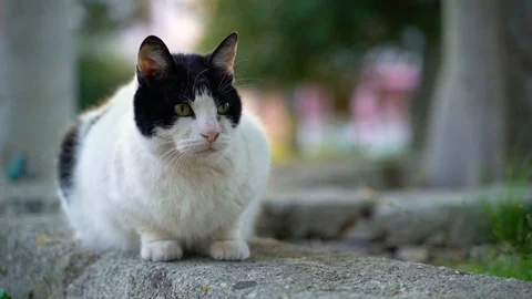 Image of an adorable fat cat sitting over stone wall, Croatia. Stock Footage 107537568