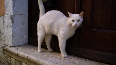 Image of adorable white cat scratching at door, Croatia. Stock Footage 107576339