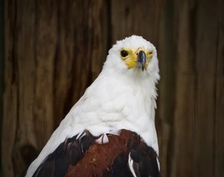 Image of an African fish eagle looking straight Stock Photos