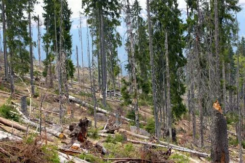 Image after deforestation Stock Photos
