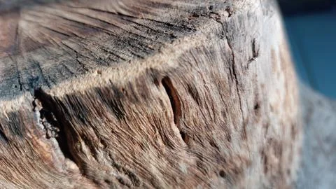 Image of aged tree bark texture that has naturally decayed over time Foto stock