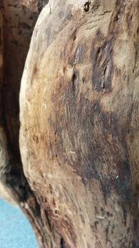 Image of aged tree bark texture that has naturally decayed over time Stock Photos
