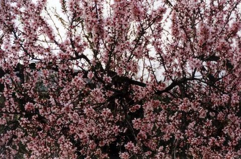 Image of an almond tree in full bloom Stock Photos