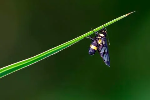 Image of Amata (moth) bug on nature background. Insect Animal Stock Photos