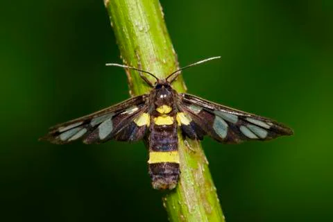 Image of Amata (moth) bug on nature background. Insect Animal Stock Photos