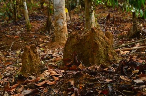 Image of an Anthill in the forest. An anthill looks like a small pile of sand Stock Photos