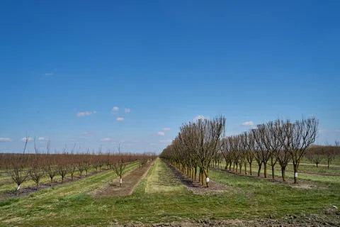 Image of apple orchard in early spring. Stock Photos