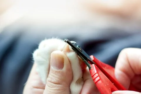 This image are shown how to cut nail the cat properly. Foto stock