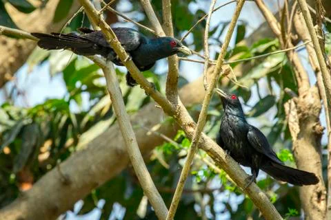 Image of asian koel bird (Eudynamys scolopaceus) male, on the branch on nat.. Stock Photos