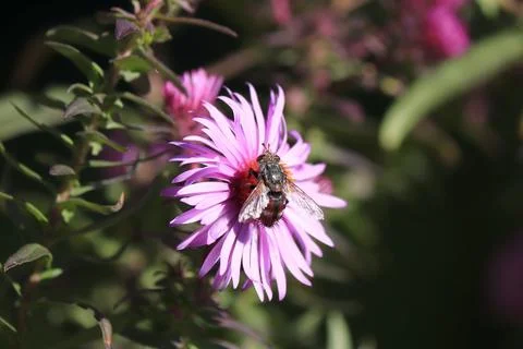 Image of an aster flower and an insect on it. Foto stock