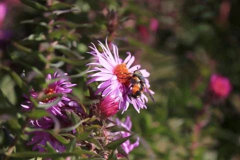 Image of an aster flower and an insect on it. Stock Photos