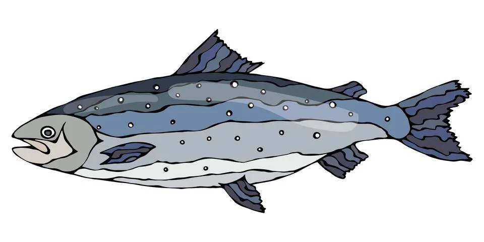 Image of Atlantic Salmon Red Fish. Realistic Vector Illustration Isolated On a Stock Illustration