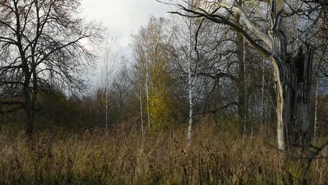 Image of autumn forest, different trees Stock Footage 117897903