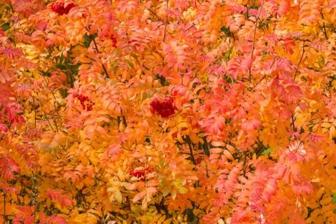 Image with autumn. Stock Photos