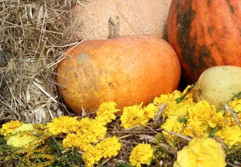 Image of autumn Stock Photos