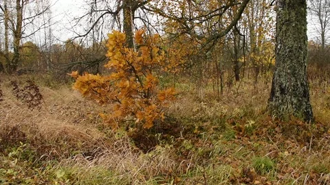 Image of autumn, young oak Stock Footage 117906279