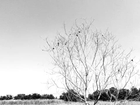 Image back and white Tree background Stock Photos
